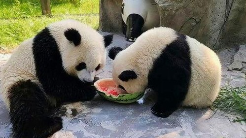 娱乐圈全方位吃瓜揭秘与宋亚轩最新动态