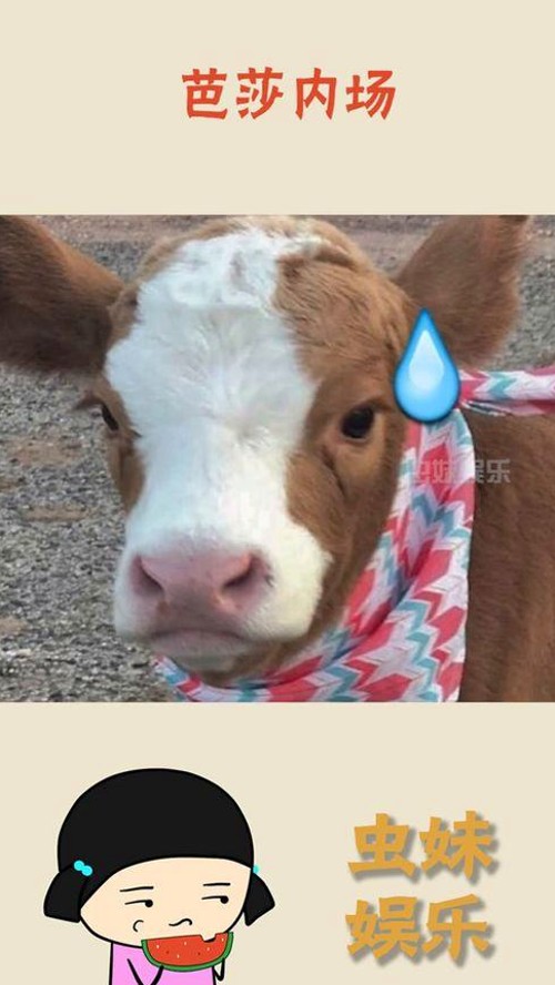 每日吃瓜黑料揭秘娱乐圈吃瓜真相与精彩故事