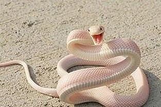 娱乐圈吃瓜焦点：从精神内耗到轻松生活的转变